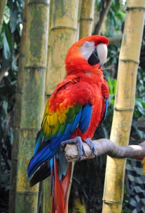 Macaw at the Antonio Blanco Museum